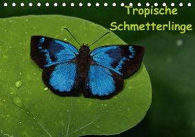 Tropische Schmetterlinge (Tischkalender immerwährend DIN A5 quer)
