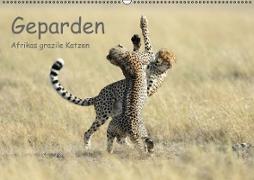 Geparden - Afrikas grazile Katzen (Wandkalender immerwährend DIN A2 quer)