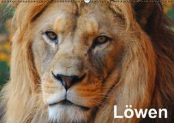 Löwen (Wandkalender immerwährend DIN A2 quer)