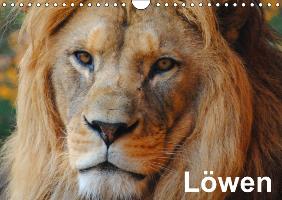 Löwen (Wandkalender immerwährend DIN A4 quer)