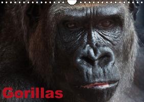 Gorillas / Geburtstagskalender (Wandkalender immerwährend DIN A4 quer)