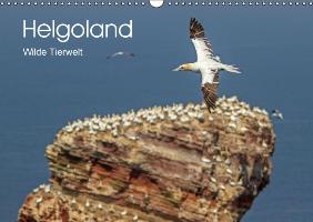 Helgoland - WIlde Tierwelt (Wandkalender immerwährend DIN A3 quer)