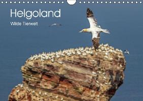 Helgoland - WIlde Tierwelt (Wandkalender immerwährend DIN A4 quer)