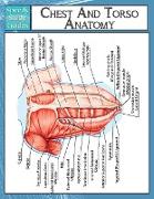 Chest and Torso Anatomy (Speedy Study Guide)