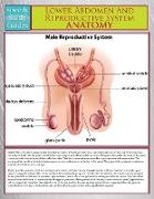 Lower Abdomen and Reproductive System Anatomy (Speedy Study Guide)