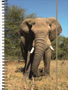 Notizbuch A5 Elephant