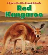 Red Kangaroo