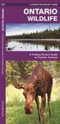 Ontario Wildlife: A Folding Pocket Guide to Familiar Animals