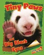 Tiny Paws and Big Black Eyes (Giant Panda)