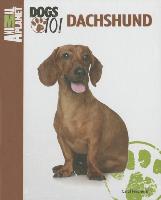 Dachshund