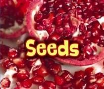 All About Seeds