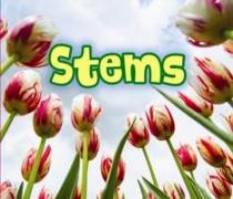 All About Stems