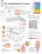 Integumentary System Paper Poster