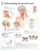 Understanding the Head & Neck Paper Poster