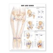 Hip and Knee Anatomical Chart