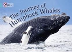 The Journey of Humpback Whales