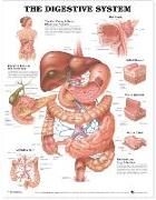 The Digestive System Anatomical Chart