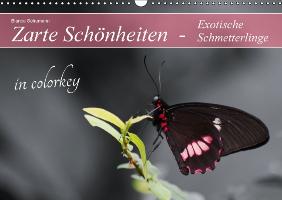 Zarte Schönheiten - Exotische Schmetterlinge in colorkey (Wandkalender immerwährend DIN A3 quer)