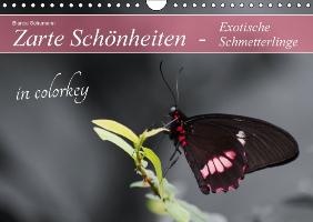 Zarte Schönheiten - Exotische Schmetterlinge in colorkey (Wandkalender immerwährend DIN A4 quer)