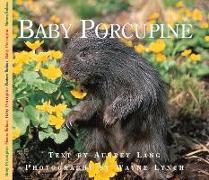 Baby Porcupine