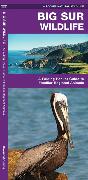 Big Sur Wildlife: A Folding Pocket Guide to Familiar Animals