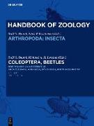 Coleoptera, Beetles. Morphology and Systematics