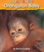 Orangutan Baby