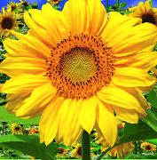 00604, 3D Postcard: Sonnenblume/Sunflower