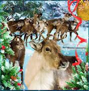 00312, 3D Postcard: Rentier Rudolph