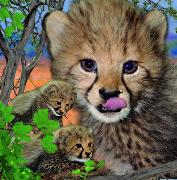 00064, 3D Postcard: Gepard / Cheetah