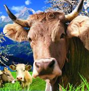 00060, 3D Postcard: Schweizer Kuh/Swiss cow