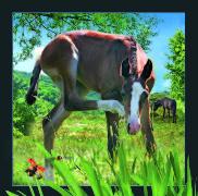 00039, 3D Postcard: Fohlen / Foal