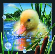 00036, 3D Postcard: Entchen / Duckling