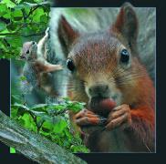 00033, 3D Postcard: Eichhörnchen / Squirrel