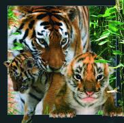 00030, 3D Postcard: Tiger / Tiger