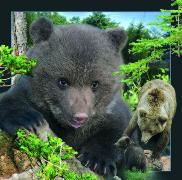 00028, 3D Postcard: Braun Bär/Brown Bear