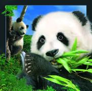 00023, 3D Postcard: Panda / Panda