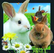 00021, 3D Postcard: Hase / Rabbit