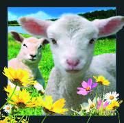00020, 3D Postcard: Lamm / Lamb