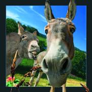 00018, 3D Postcard: Esel / Donkey