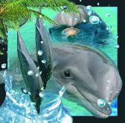 00017, 3D Postcard: Delphin / Dolphin