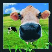 00016, 3D Postcard: Kuh / Cow
