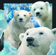 00011, 3D Postcard: Polarbären / Polarbears
