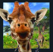 00010, 3D Postcard: Giraffe / Giraffe