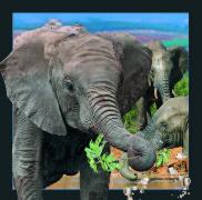 00007, 3D Postcard: Elefant / Elephant