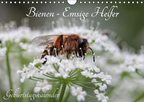 Bienen - Emsige Helfer (Wandkalender immerwährend DIN A4 quer)