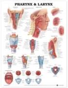 Pharynx & Larynx Anatomical Chart