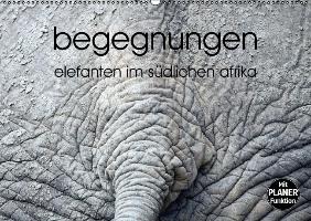 begegnungen - elefanten im südlichen afrika (Wandkalender immerwährend DIN A2 quer)