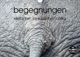 begegnungen - elefanten im südlichen afrika (Wandkalender immerwährend DIN A4 quer)