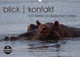 blick kontakt mit tieren im südlichen afrika (Wandkalender immerwährend DIN A3 quer)